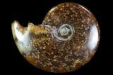 Polished, Agatized Ammonite (Cleoniceras) - Madagascar #97281-1